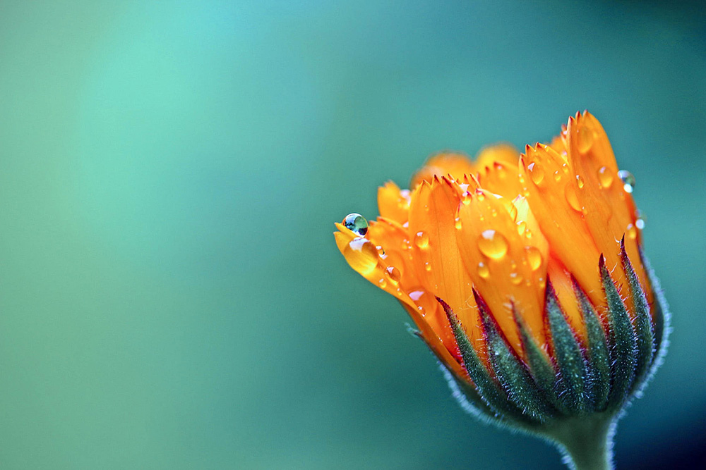 marigold-calendula-orange-blossom-158507.jpg