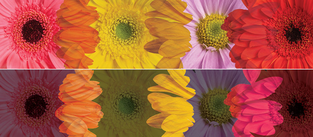 shutterstock-free-flower-images-blend-modes.jpg