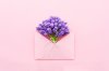 spring-violet-flowers-pink.jpg