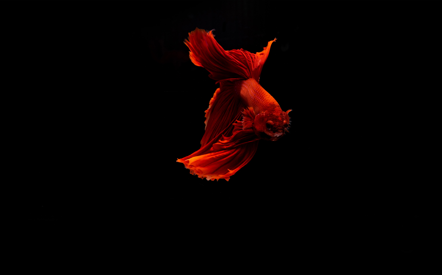 motion-multi-color-fighting-fish.jpg