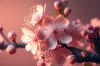 realistic-cherry-blossom-pink-background.jpg