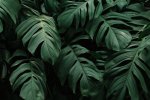 tropical-green-leaves-background.jpg