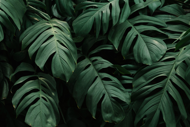 tropical-green-leaves-background.jpg