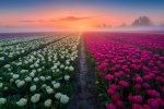 photography-tulips-dros-14-1536x1024.jpg